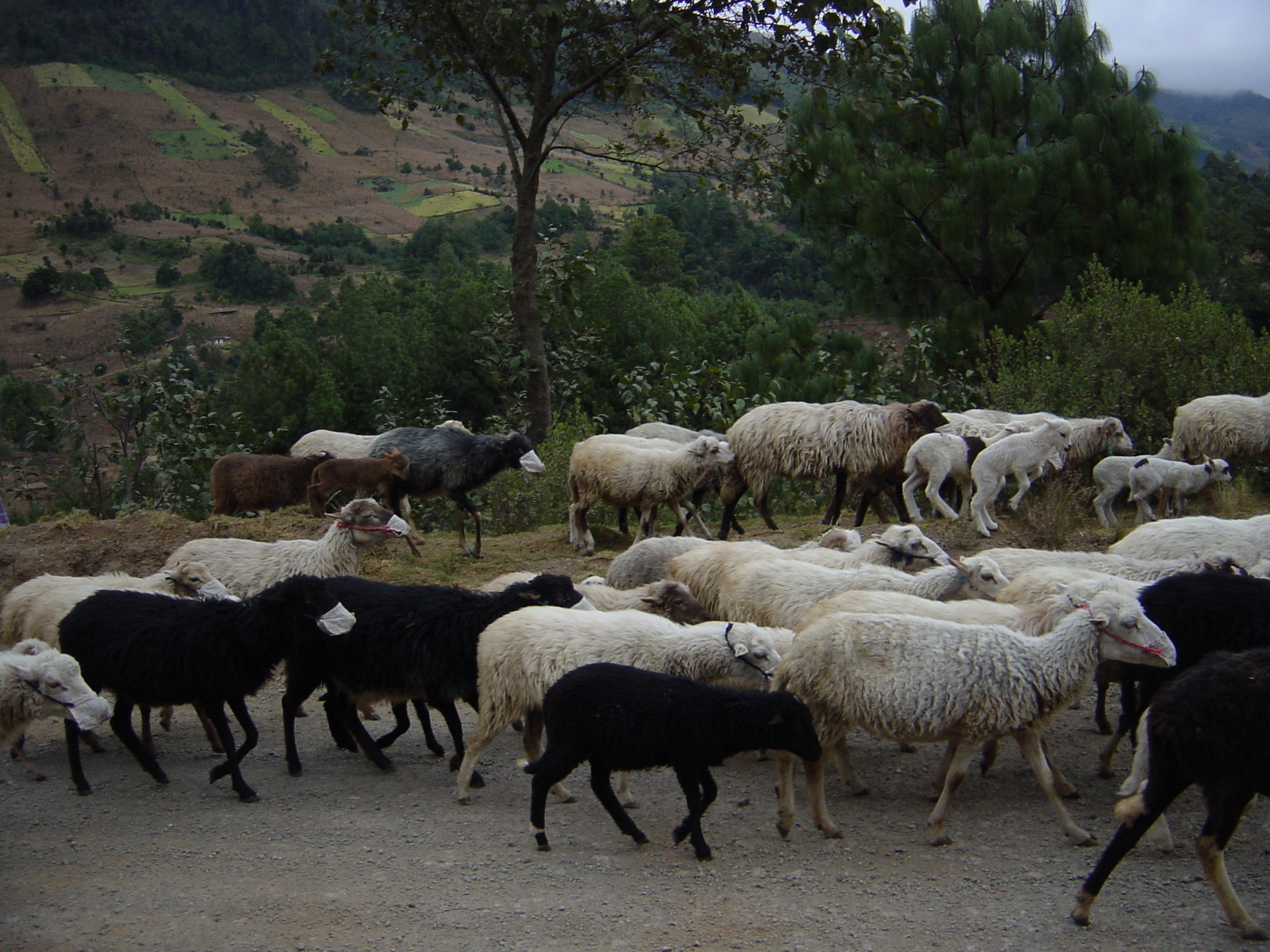 Apparently these are some of the most educated sheep you will ever meet, they are on their way to surgery