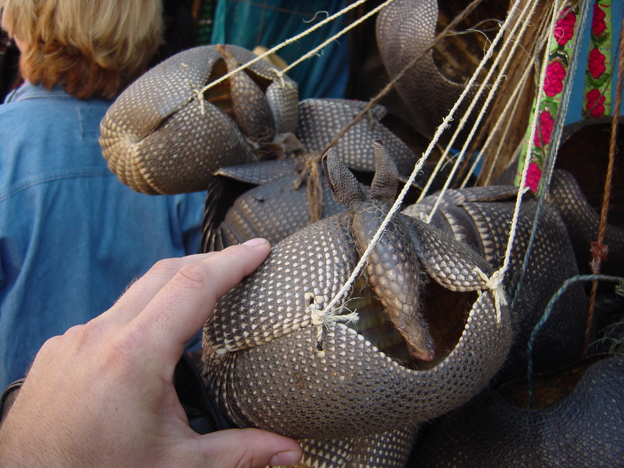 Have you seen my Armadillo bag, oh here it is