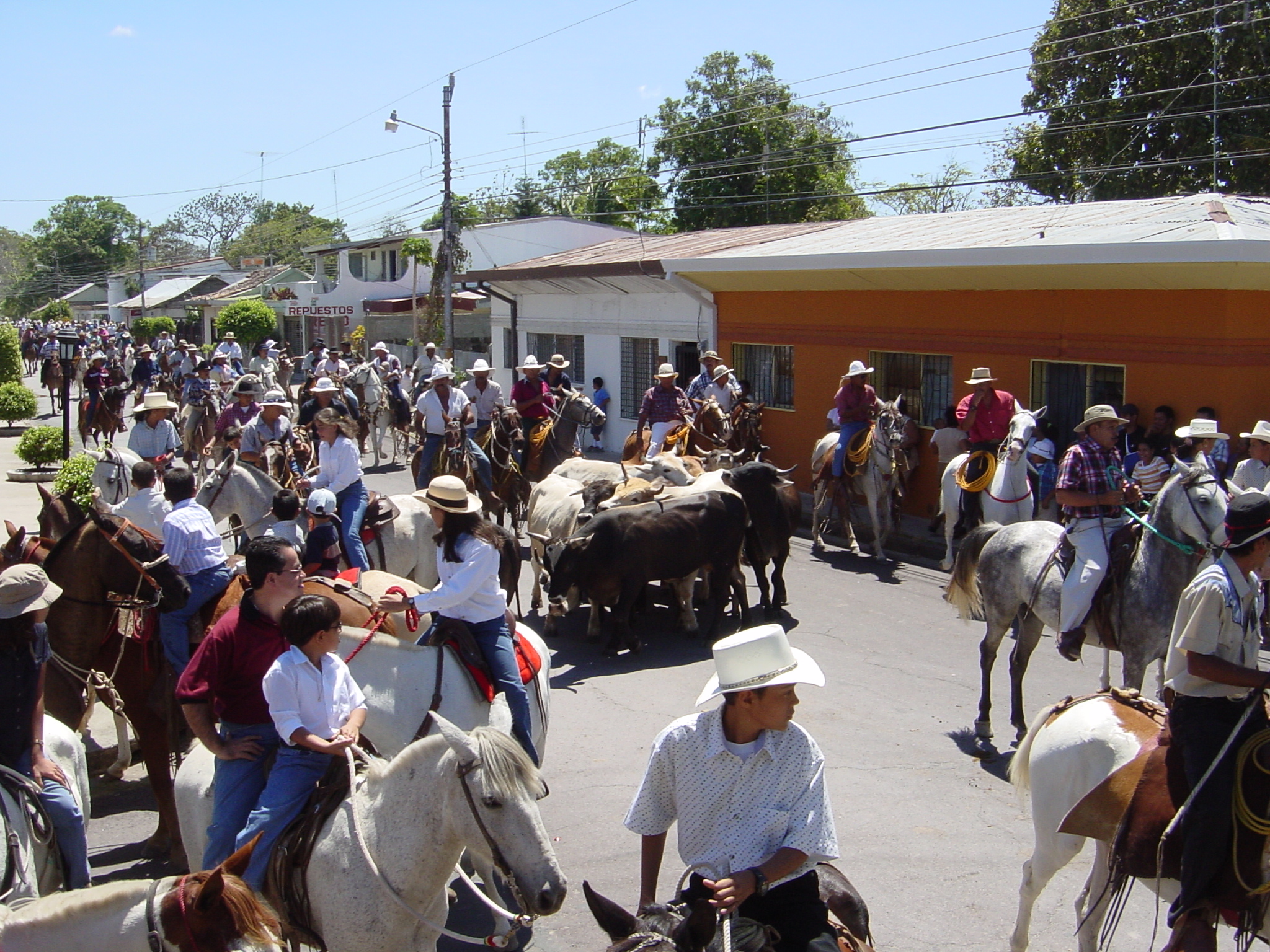 Every person in the town who had a house was present to escort the bulls to the bull ring, although they did have a small problem getting the bull to stop grazing on hedges on route. 