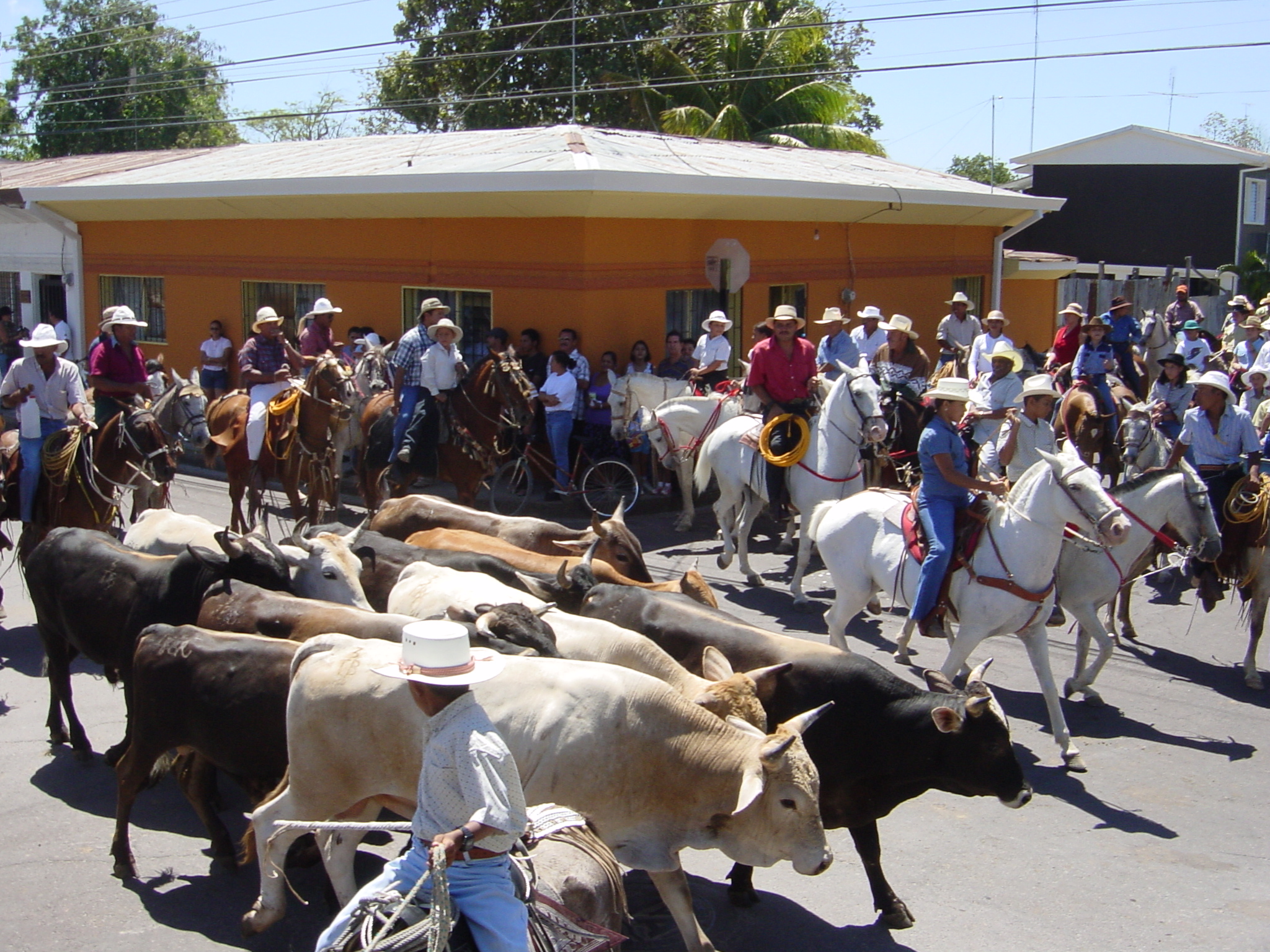 Cows everywhere