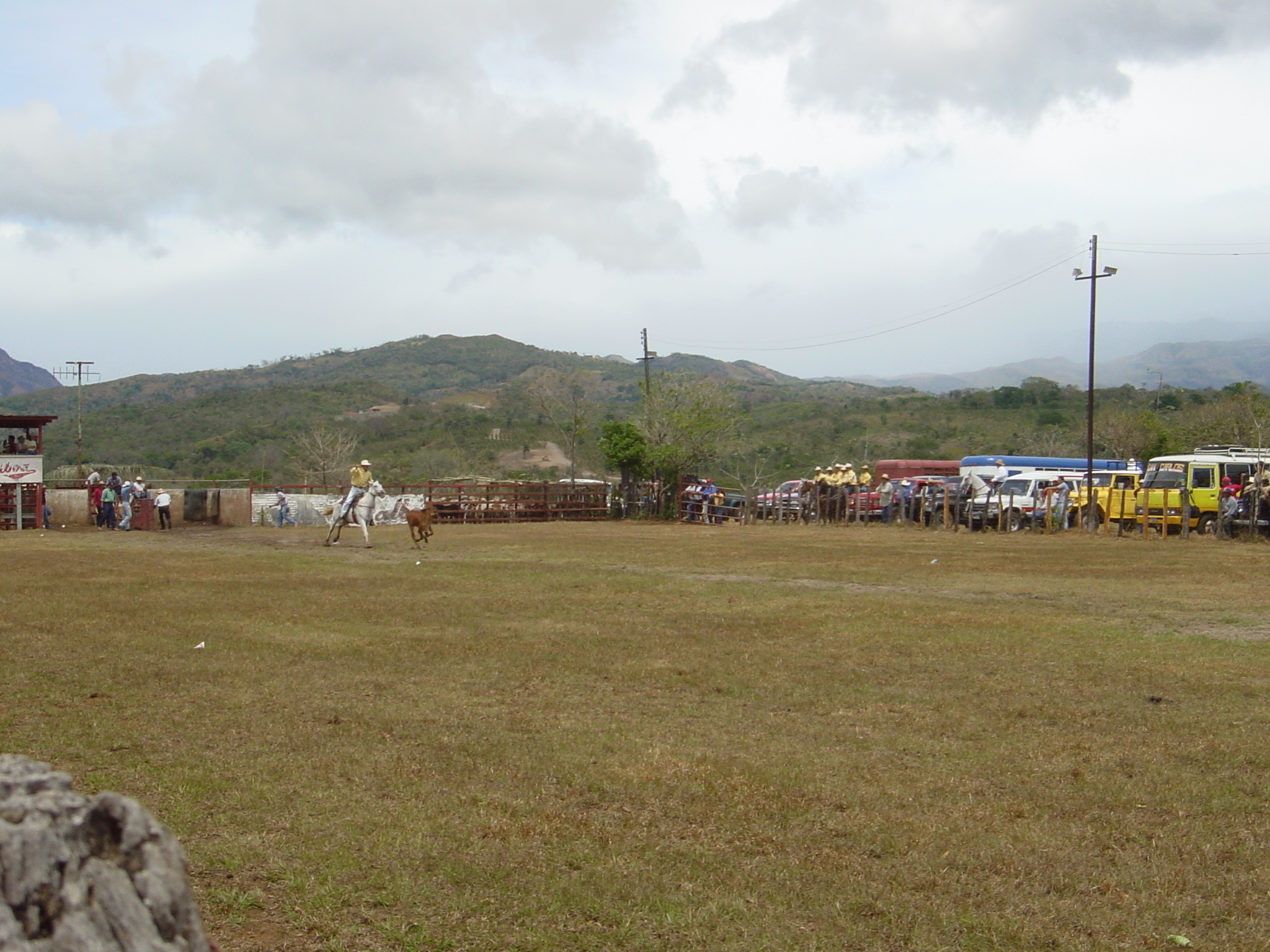 Cow-catching competition