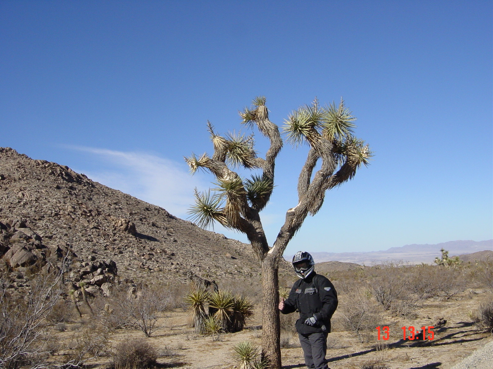 Joshua tree - we found one