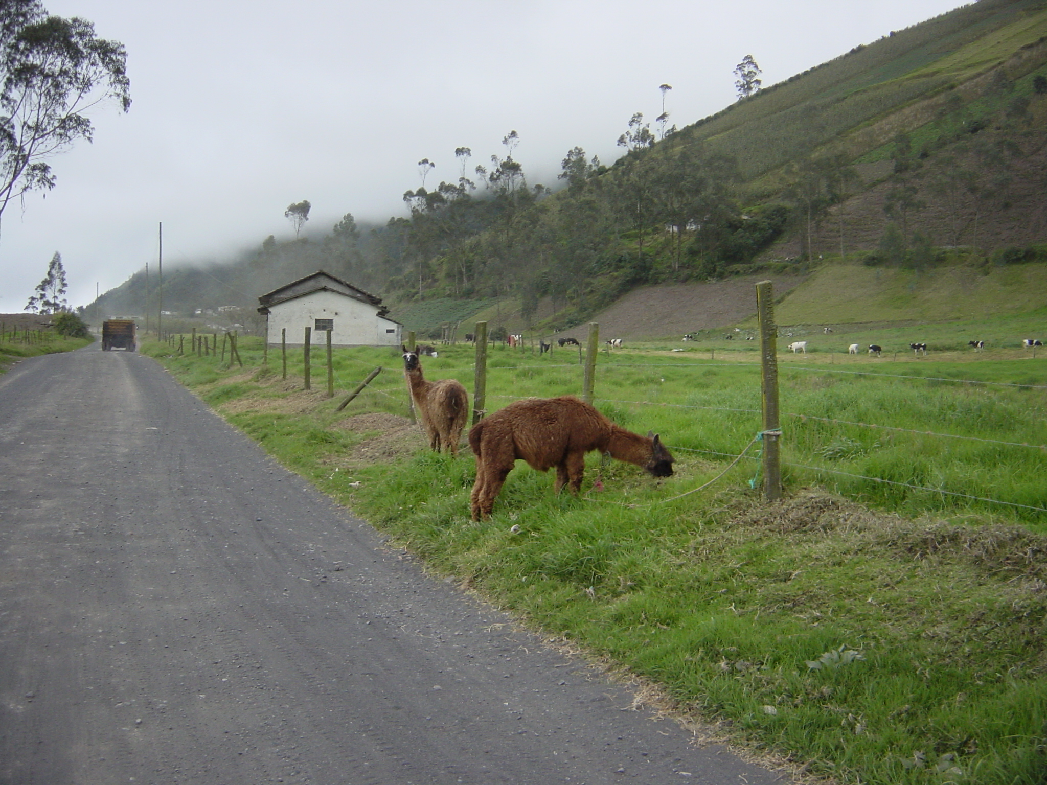 Lamas - we are definitely in South America now