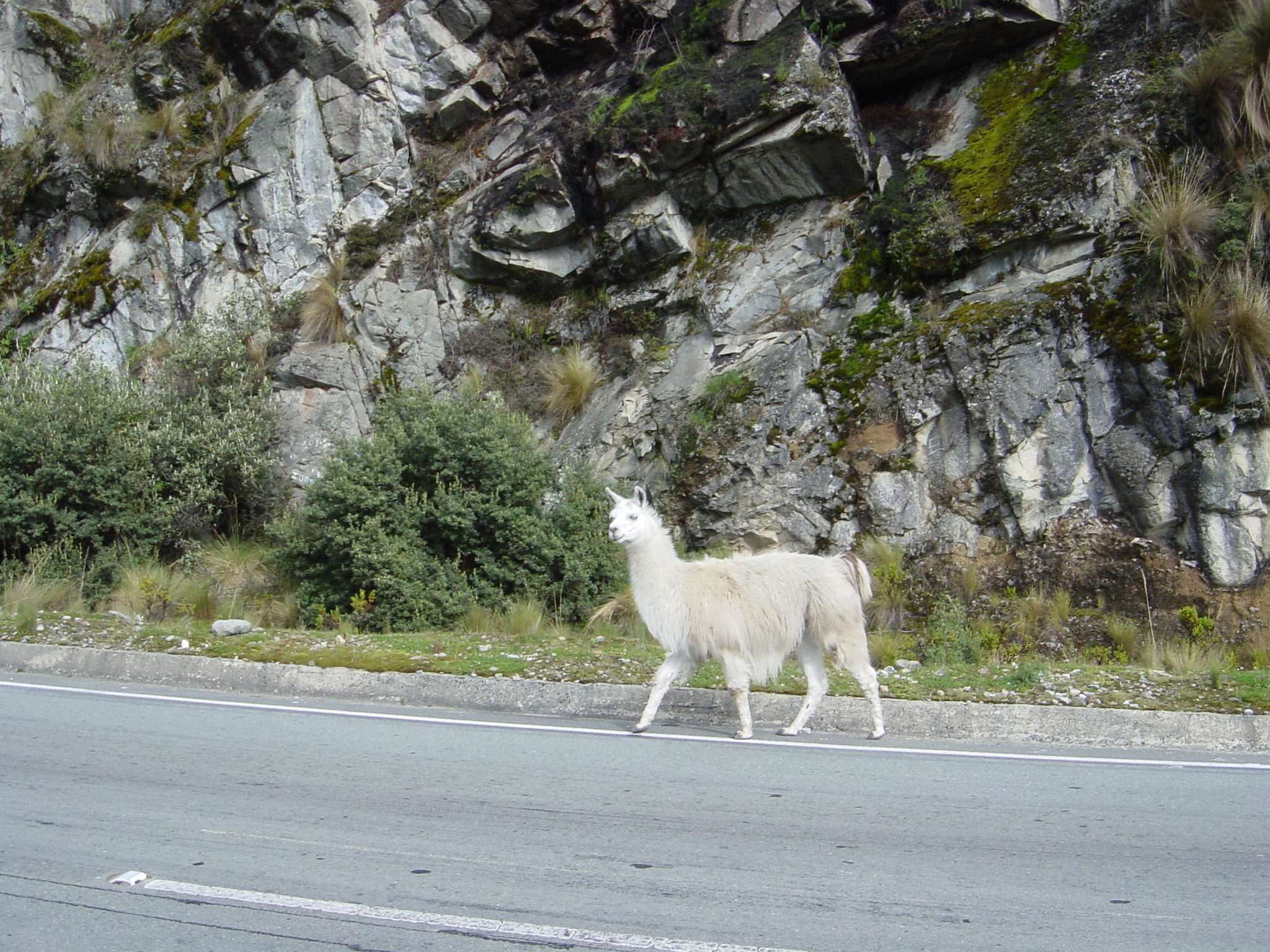 We came across this llama just wandering around on the mountain road 