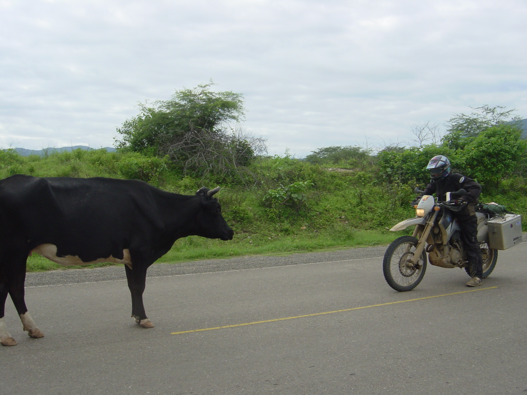 Peruvian cows love to play chicken - they usually win too 
