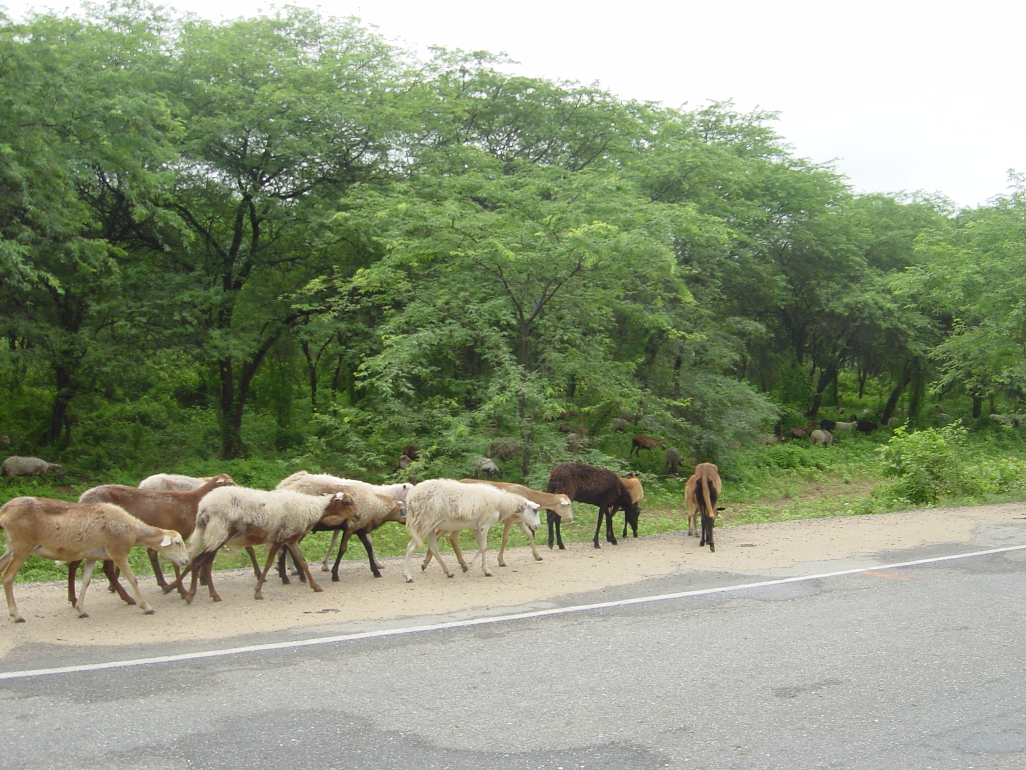 Interbreeding between goats and sheep in Peru giving you a Shoat. 