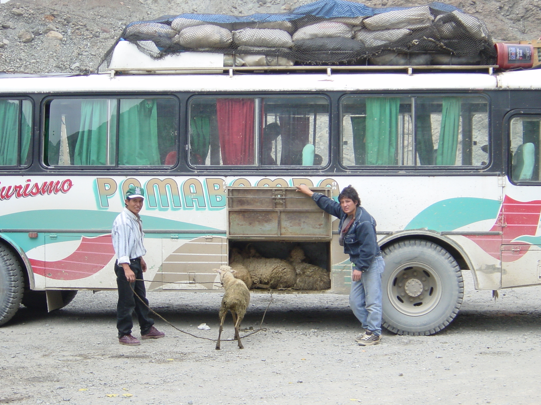 Who needs a truck for carrying livestock when the local bus will do?