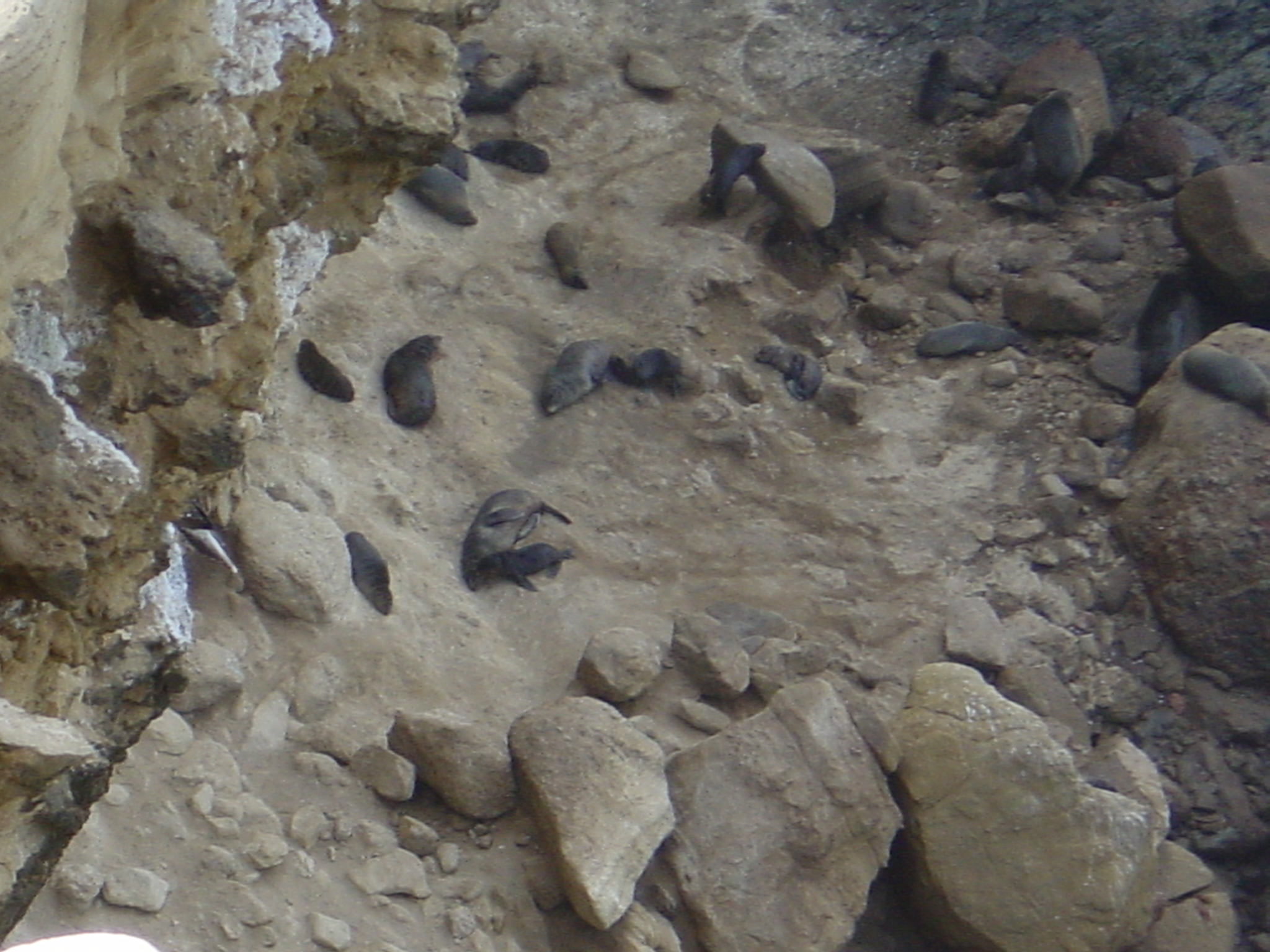 It took a while, but we eventually found the seal colony. If we stuck to the tracks we may have found them the day before, but what fun would that be.