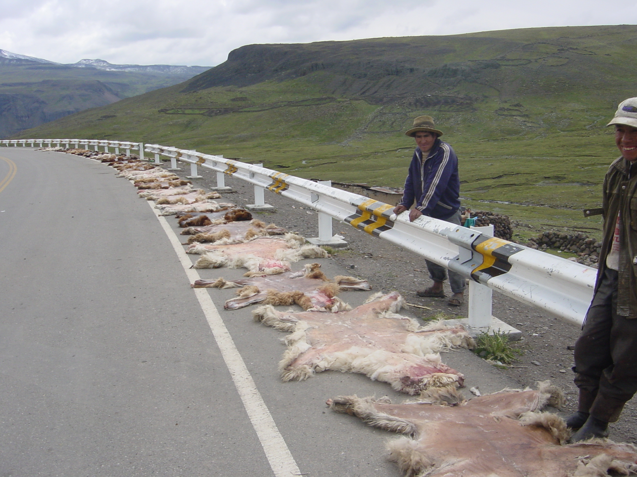 Road kill is big business for these lads. 