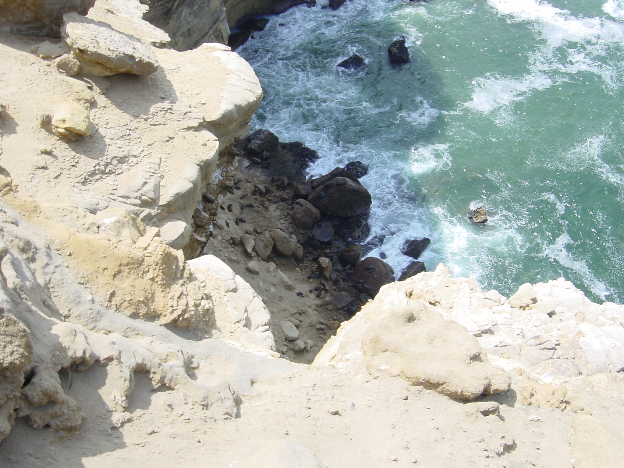 seals down there