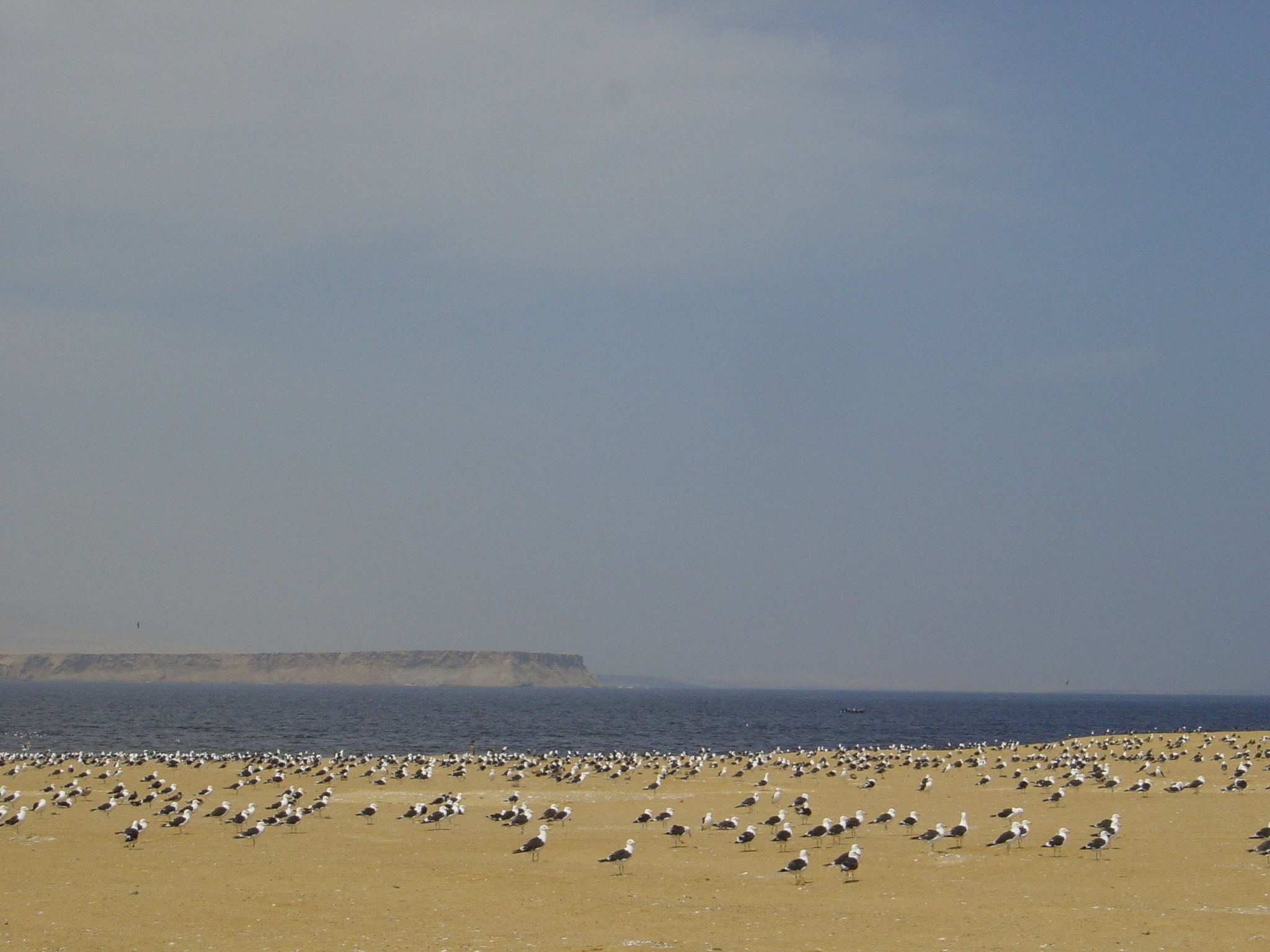 birds