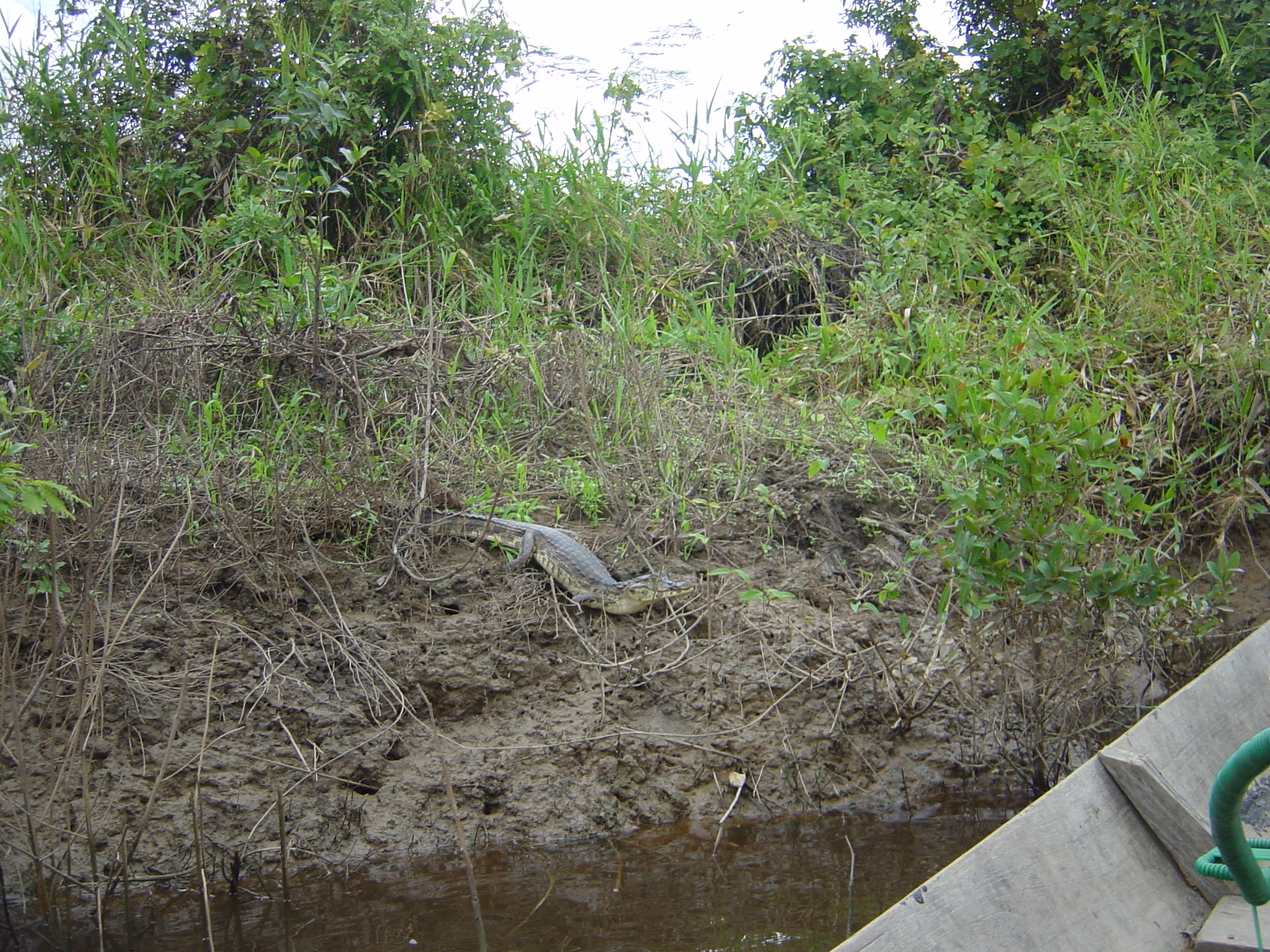 Croc
