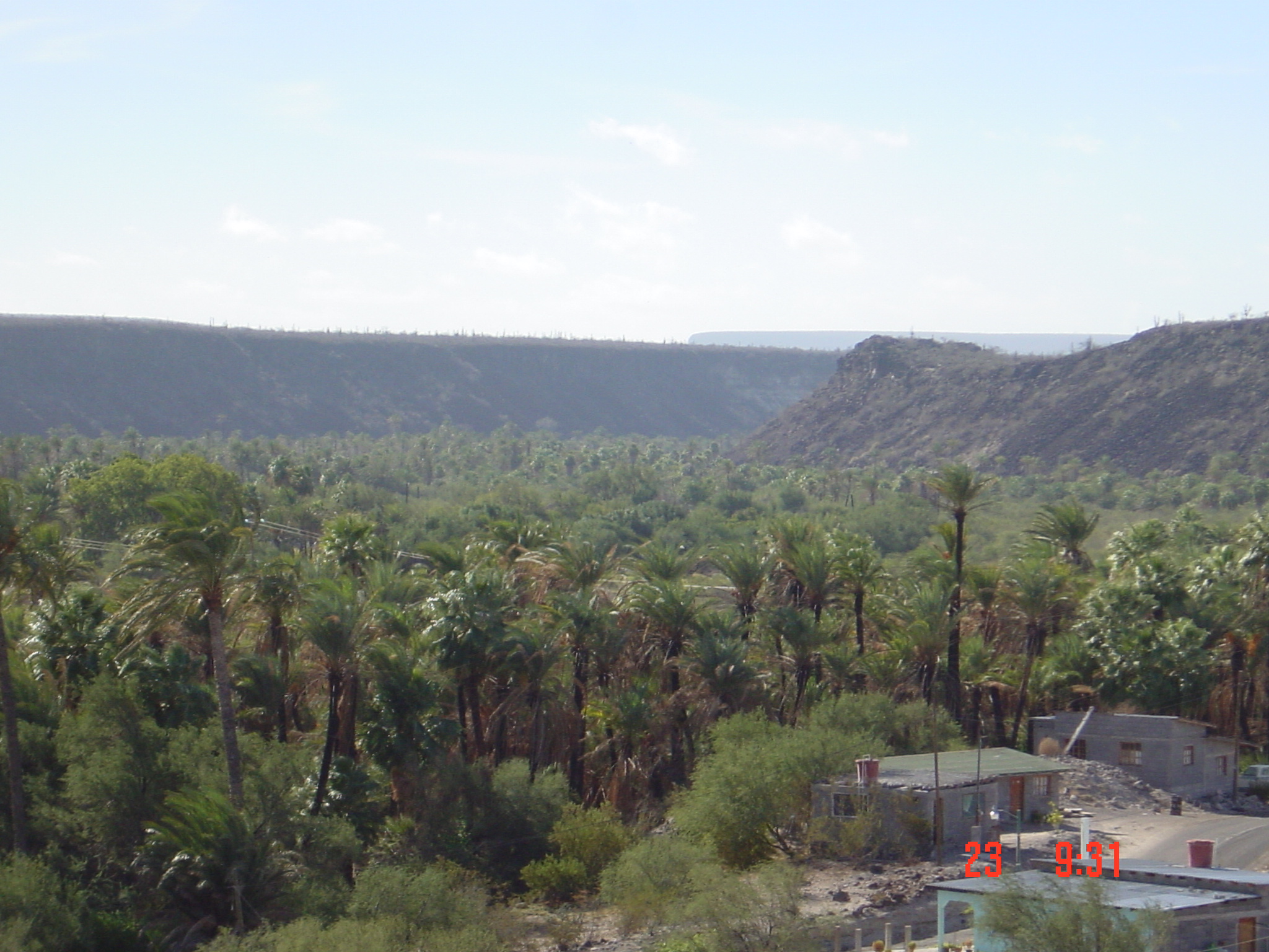 Palm trees in this valley